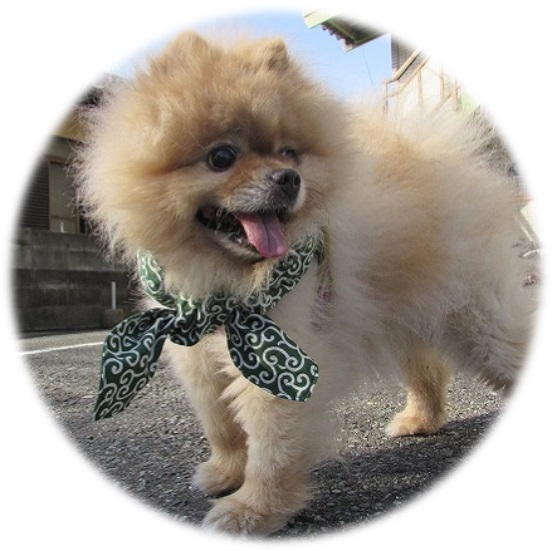 おしゃれネック　ＳＳサイズ